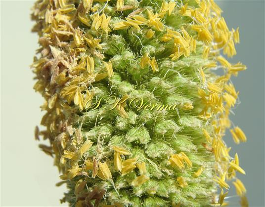  Inflorescence- a part